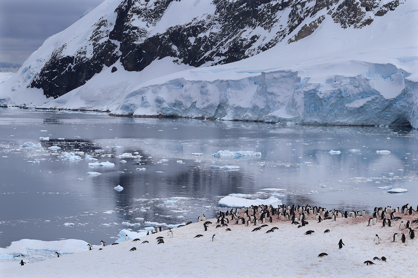 Penguins, water and icy mountains in Antarctica